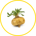 Maca